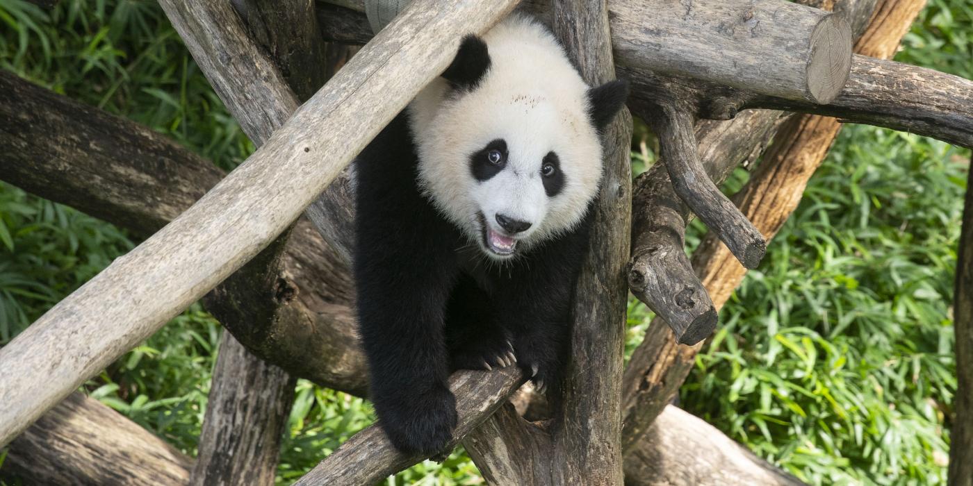 Giant panda cub Xiao Qi Ji stands on his climbing structure, looking straight at the viewer.