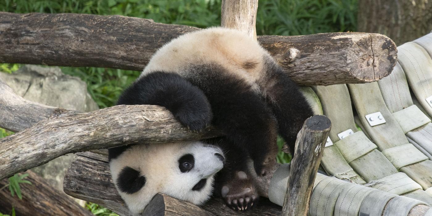 Giant panda cub Xiao Qi Ji holds onto the wooden play structure, upside-down