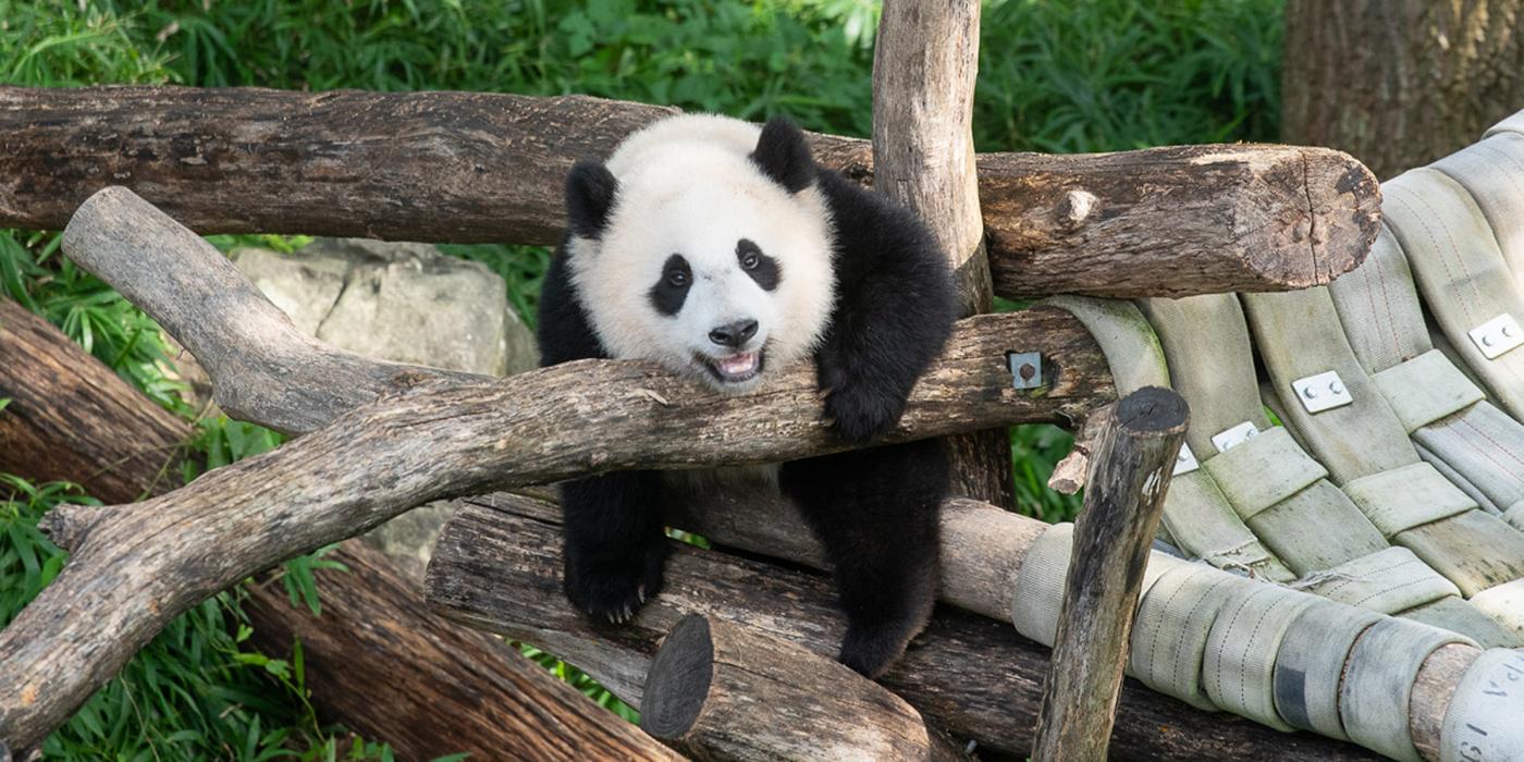 Giant panda cub Xiao Qi Ji climbs on logs in his outdoor habitat. 