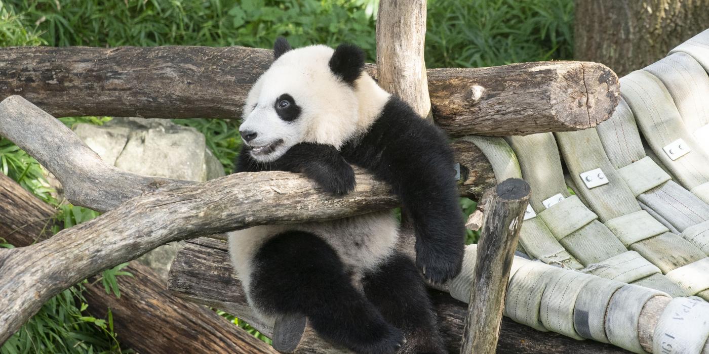 Giant panda cub Xiao Qi Ji holds onto the wooden play structure, sitting up and looking to the left