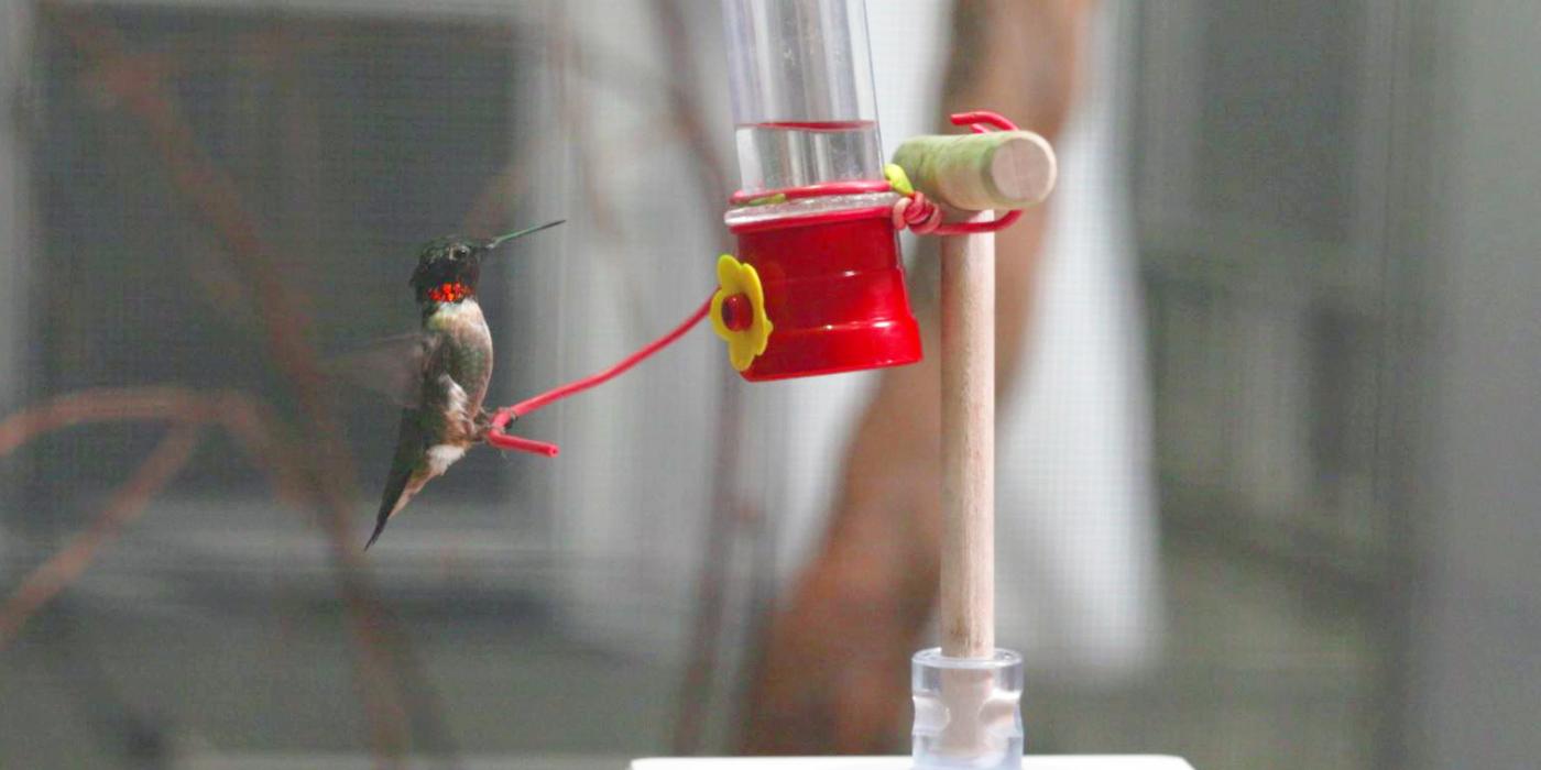 Ruby-throated hummingbird Spot sits on a feeder atop a scale. 