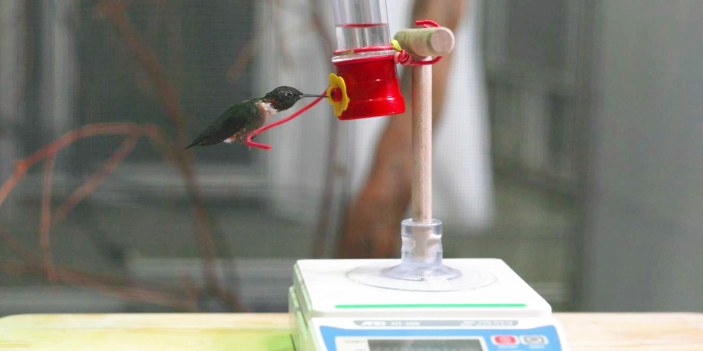 Ruby-throated hummingbird Spot sits on a feeder atop a scale. 