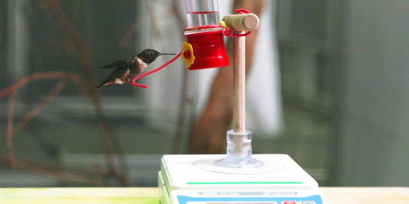 Ruby-throated hummingbird Spot sits on a feeder atop a scale. 