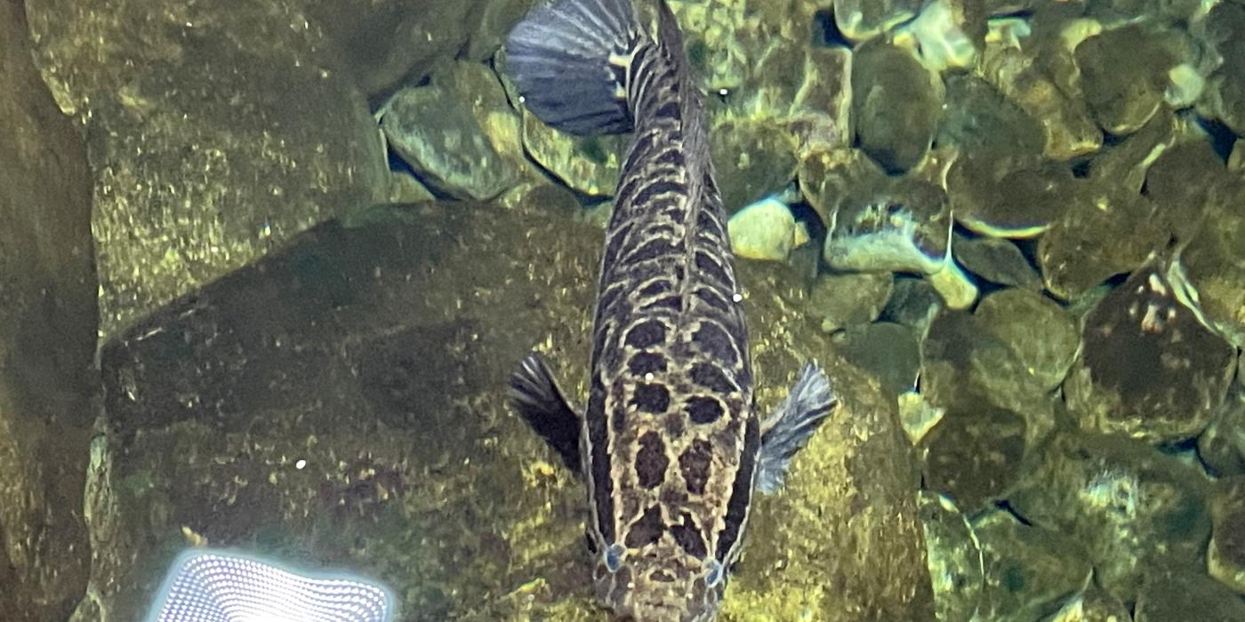 One snakehead fish swimming