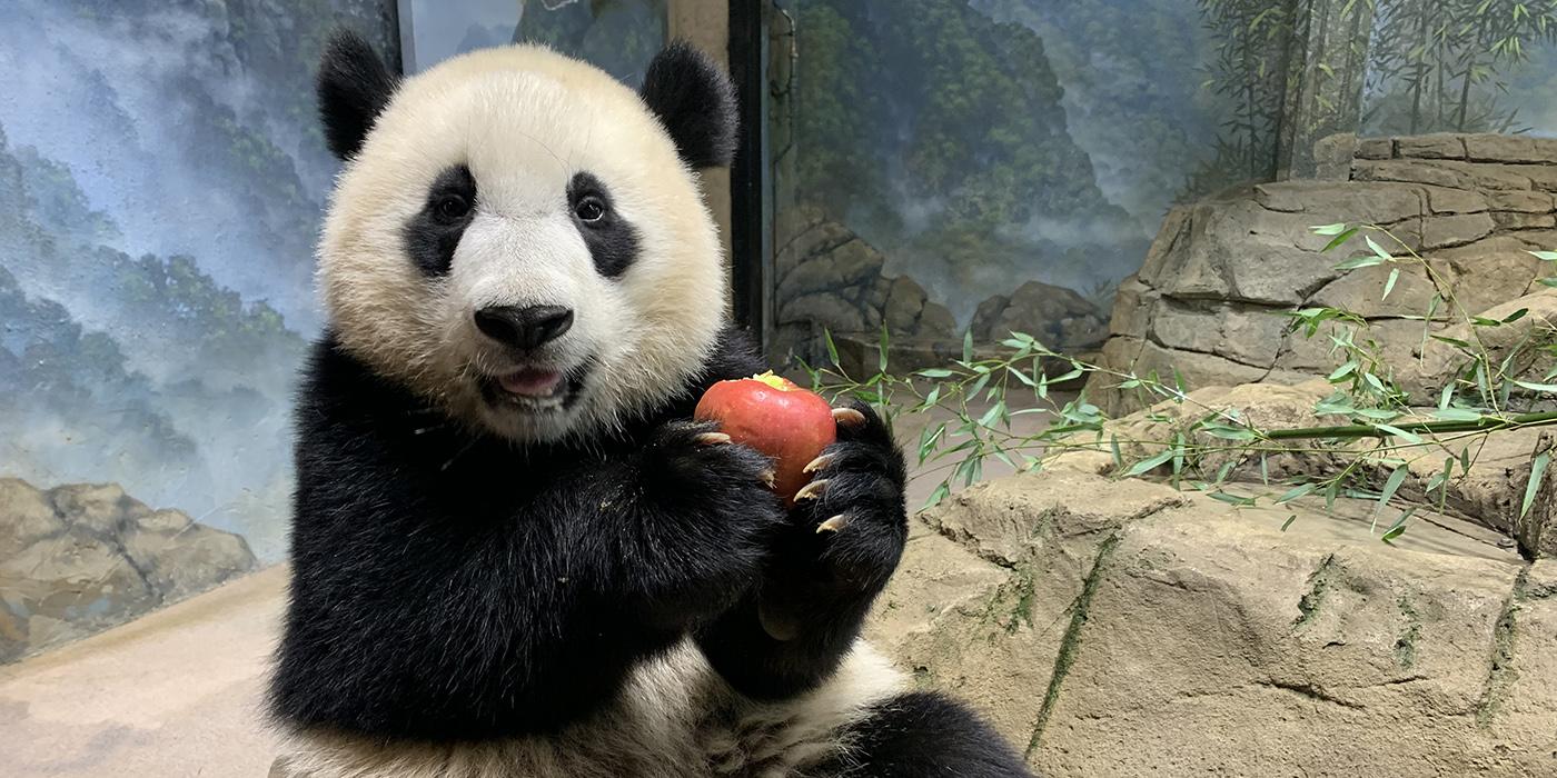 Giant panda cub Xiao Qi Ji snacks on an apple in his indoor habitat.