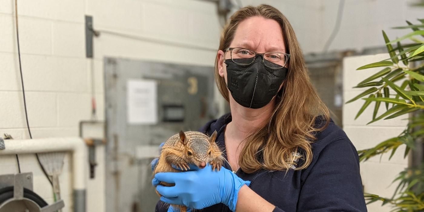 Zoo nutritionist, Erin, holds screaming hairy armadillo, Sherman. Erin is wearing a black mask, navy jacket and light blue latex gloves. Sherman's front paws rest on Erin's left hand as he too looks at the camera.
