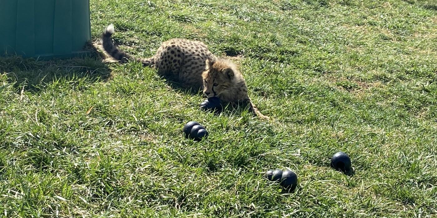 Cheetah Cub Cam  Smithsonian's National Zoo and Conservation Biology  Institute