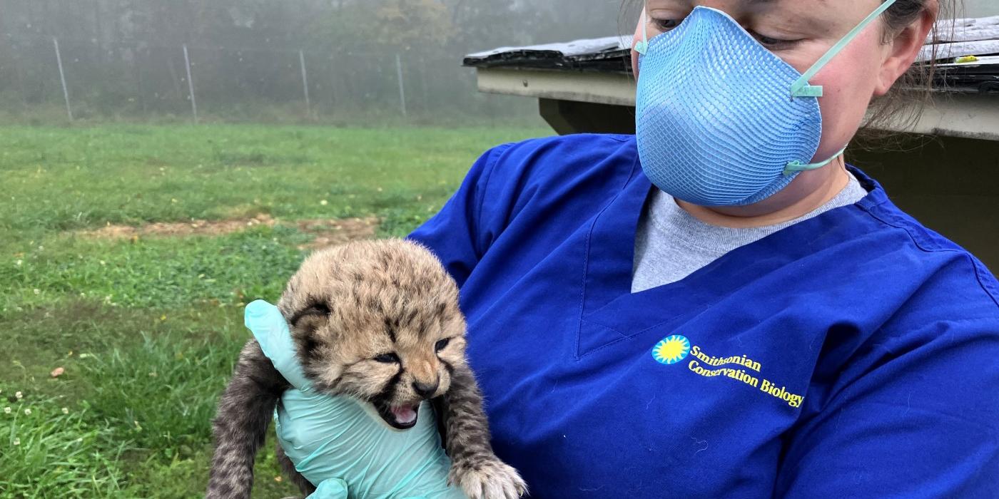 Keeper Amber stands outside on a foggy day holding a 10-day-old male cheetah cub. Amber is wearing a royal blue T-shirt, a light blue N95 mask and light blue latex gloves. She's looking at the cub. The cub has it's mouth open.