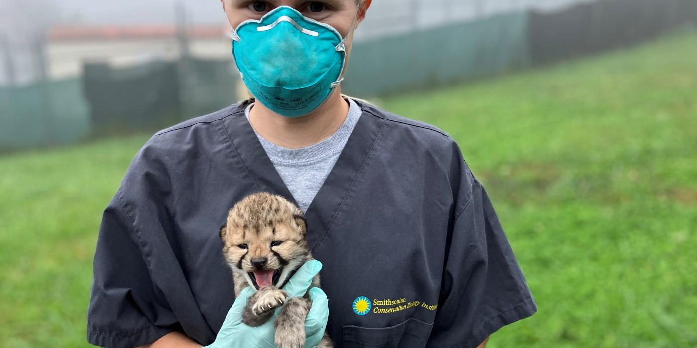 Keeper Becky stands outside on a foggy day holding a cheetah cub. Becky is wearing a dark grey t-shirt, teal N95 mask and light blue latex gloves. She and cub are looking at the camera. The 10-day-old cub in her hands has his mouth open.