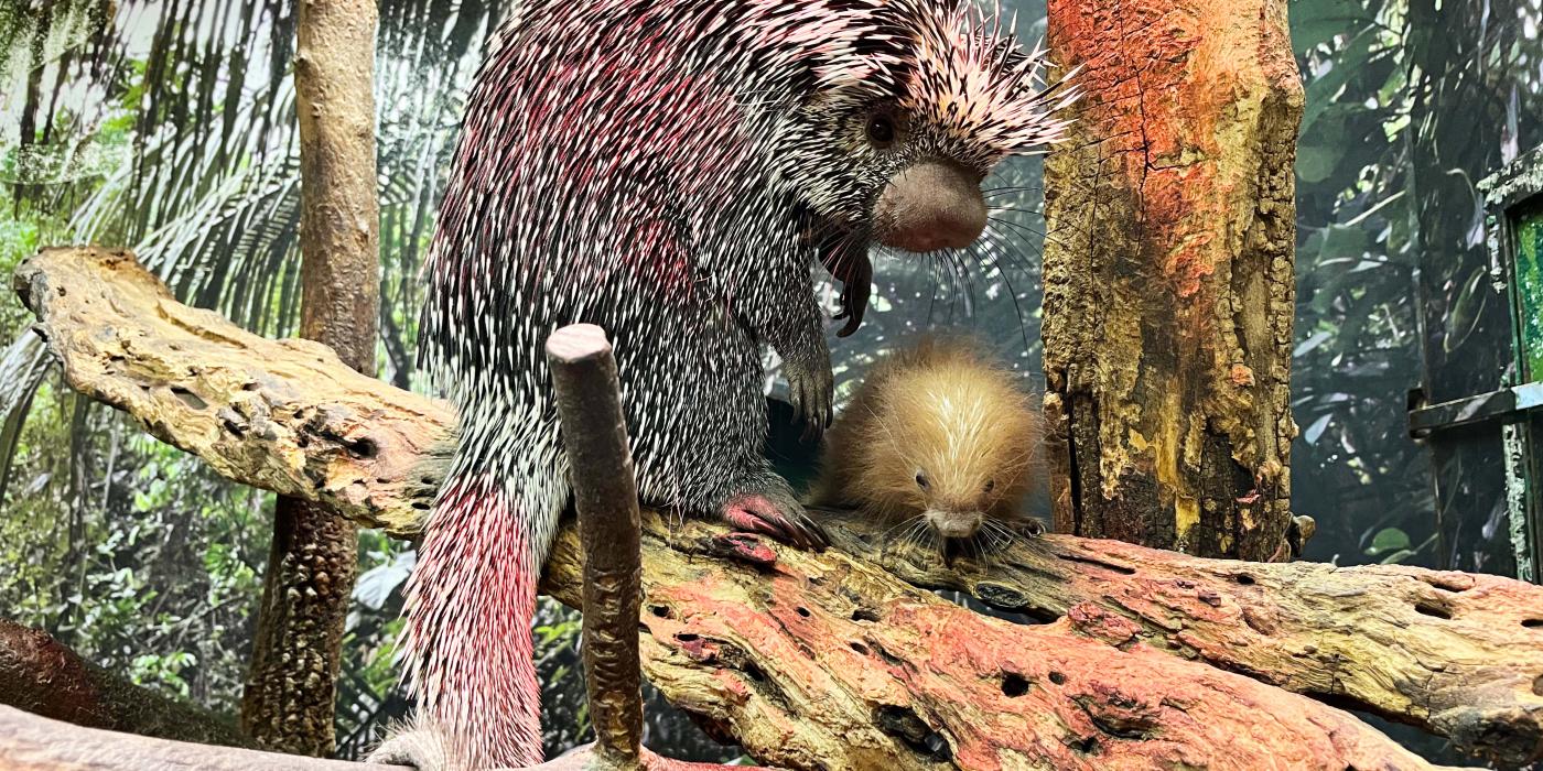 Prehensile-tailed porcupine Beatrix and her porcupette sit on a branch. 