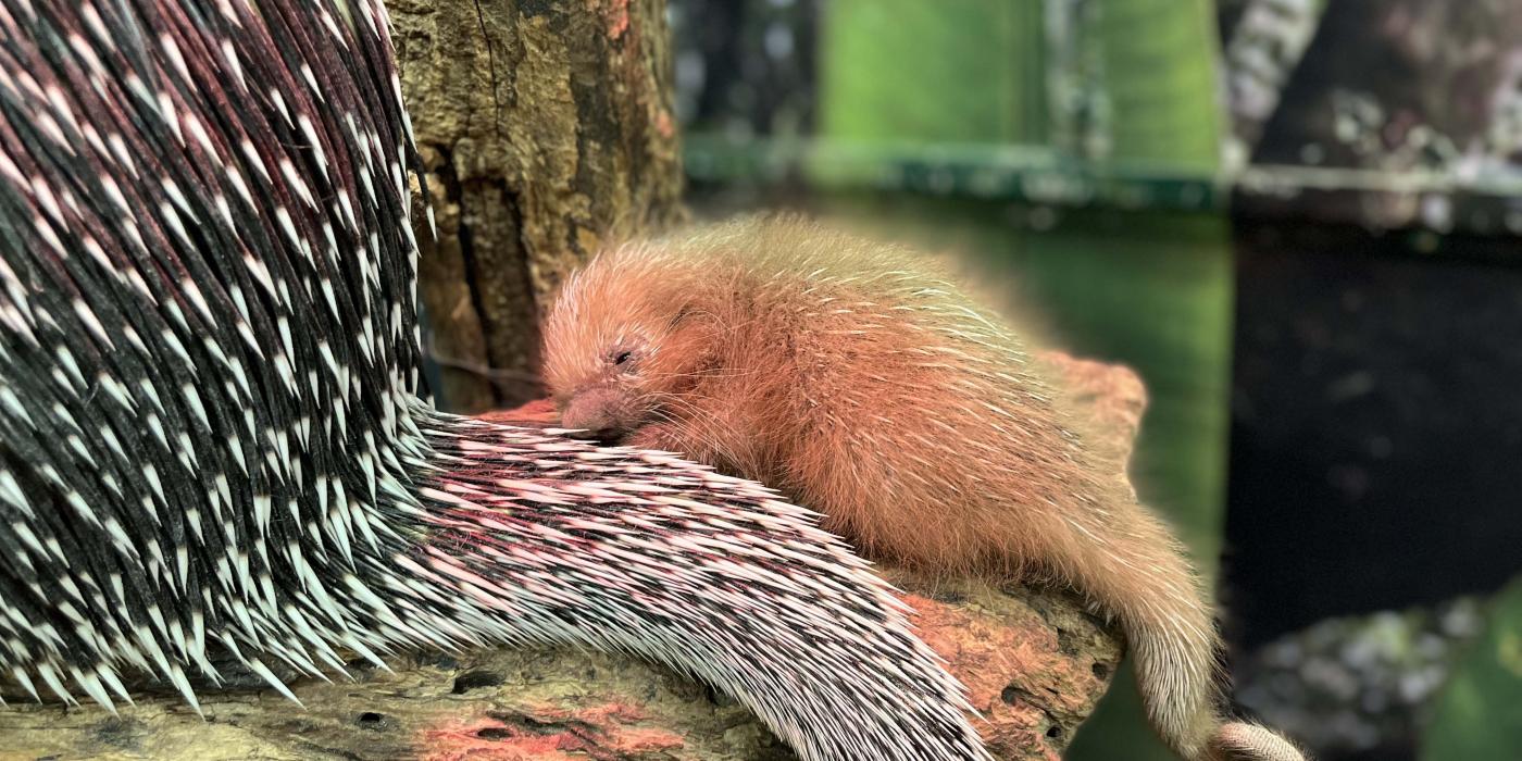 Prehensile-tailed porcupine Beatrix and her porcupette sit on a branch. 