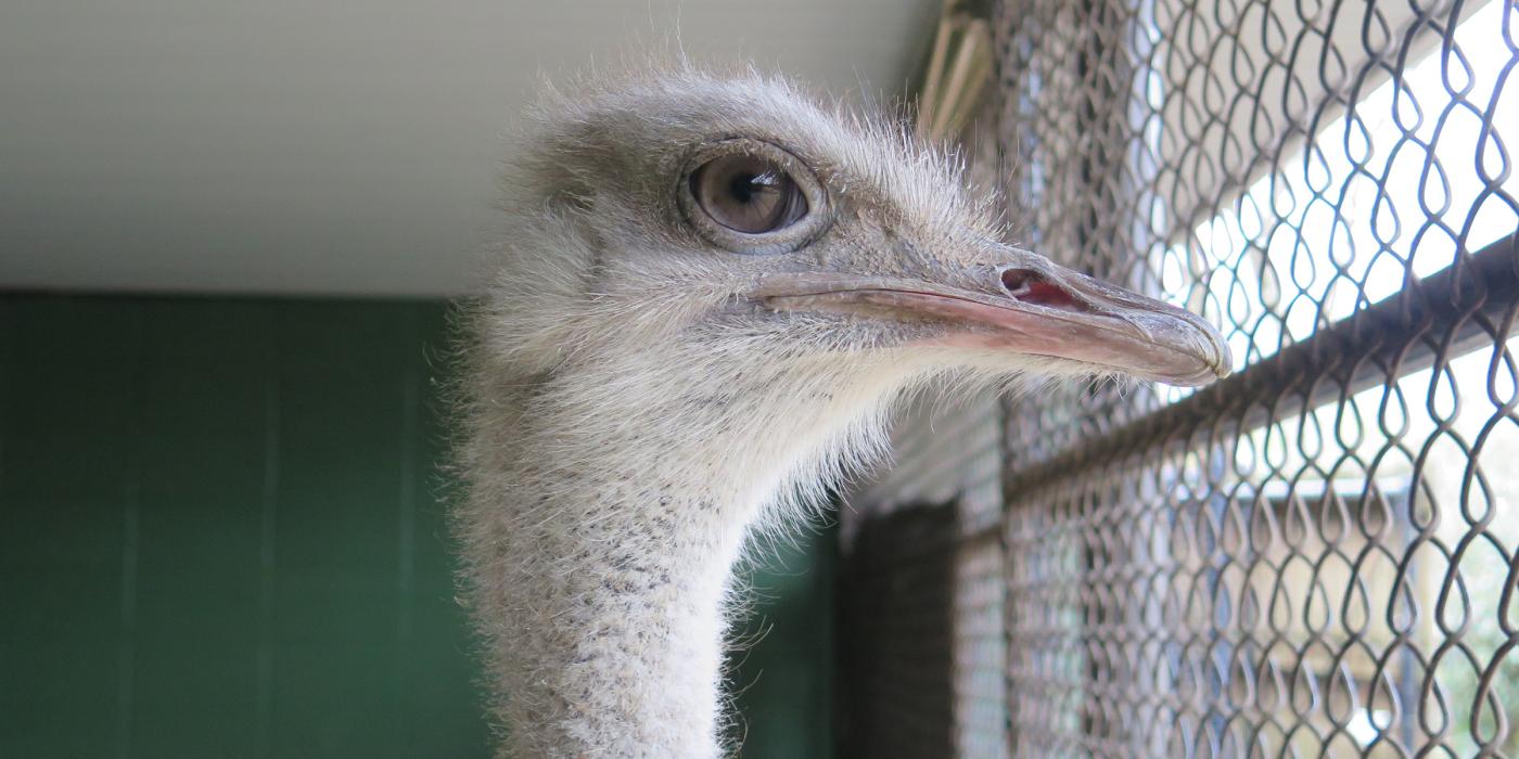 Ostrich Linda behind-the-scenes at the Cheetah Conservation Station.