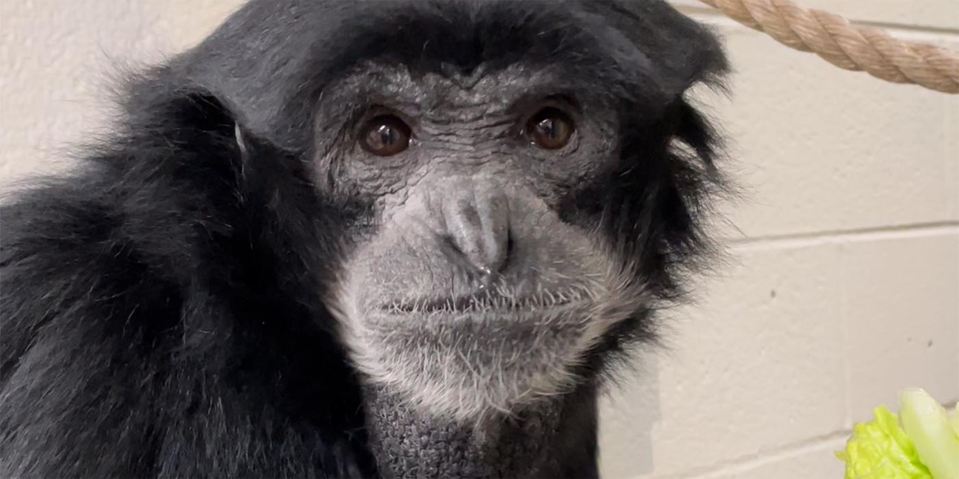 A close-up portrait of female siamang Adi.