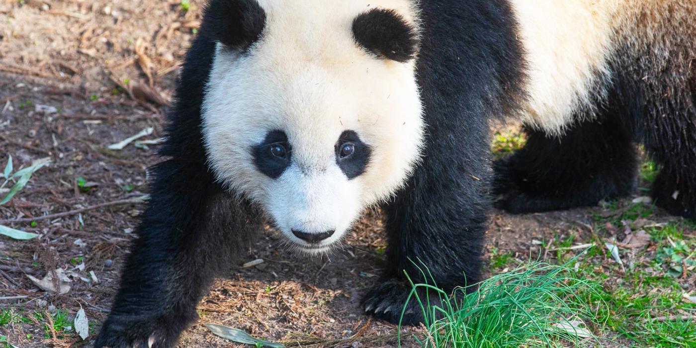 Giant panda Xiao Qi Ji looking up at the viewer. 