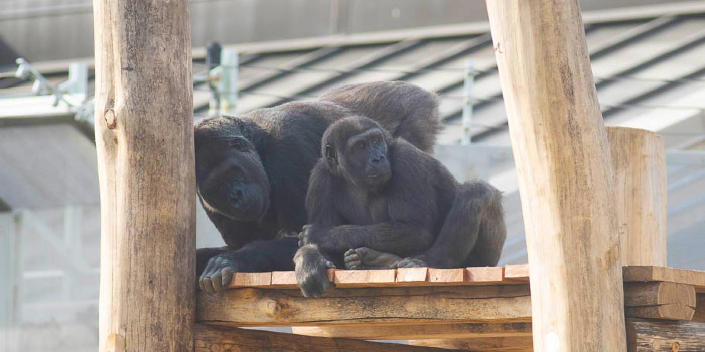 Gorillas Calaya and Moke rest atop the climbing structure in their outdoor habitat. Calaya is looking at the viewer, and Moke is looking off in the distance to the viewer's right. 