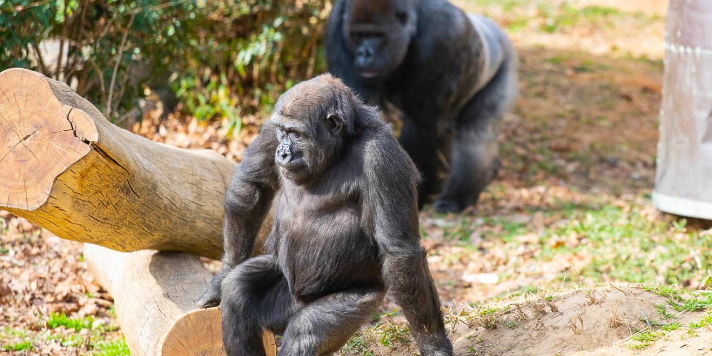 Western lowland gorillas Moke and his father, Baraka
