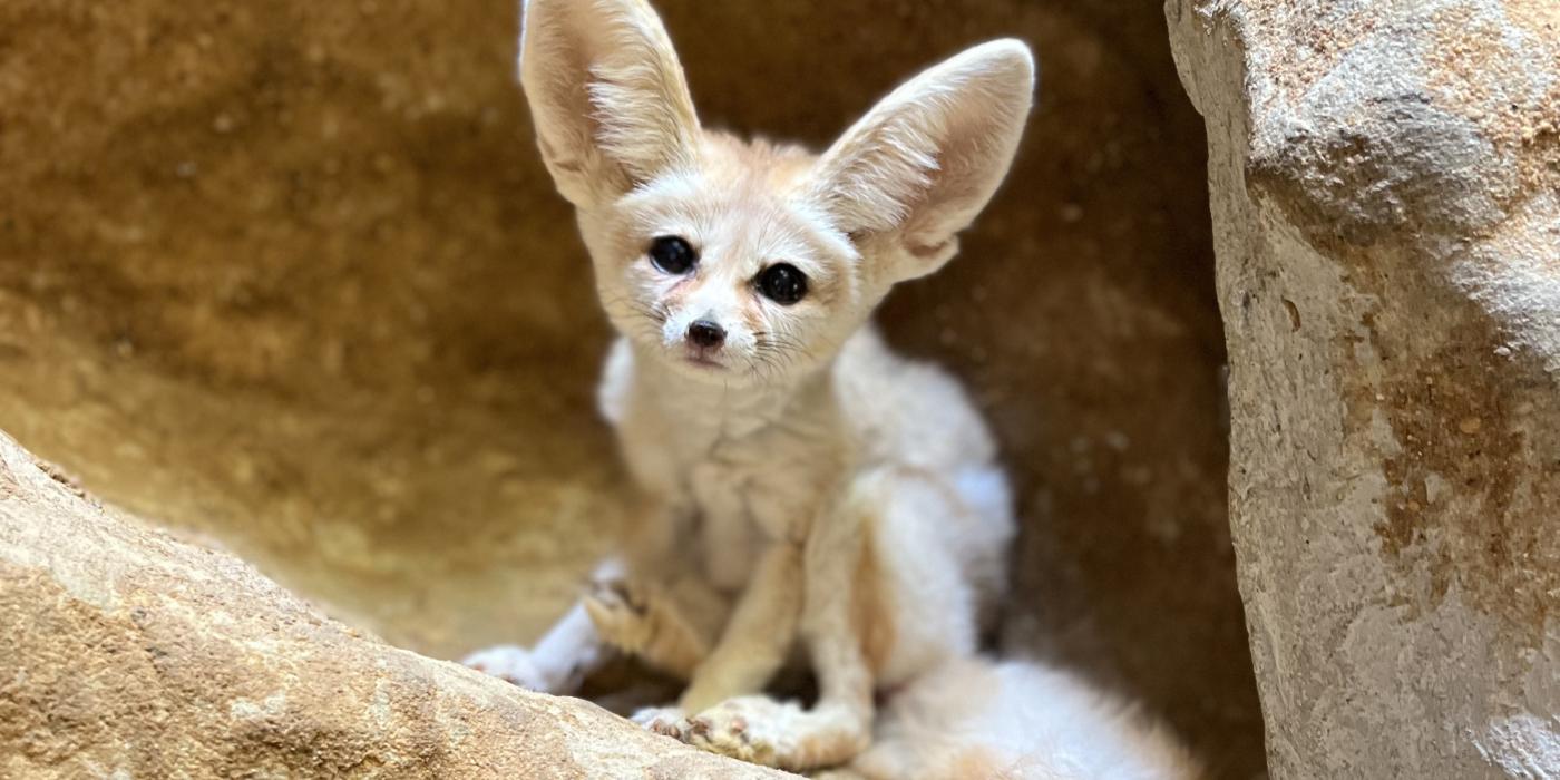 Fennec fox Daisy sits in a rock crevice in her Small Mammal House habitat. She is sitting up and looking directly at the viewer. 