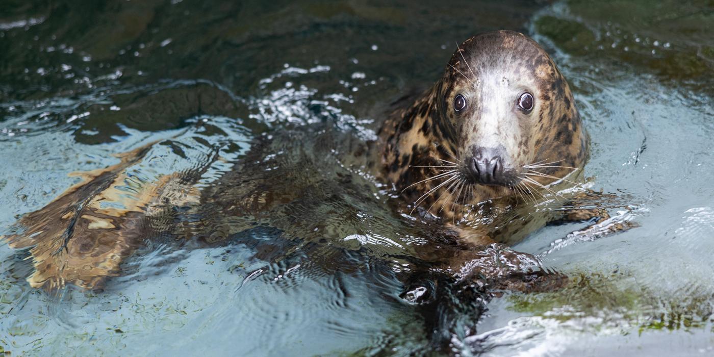 Gray seal Jo-Jo in a pool.