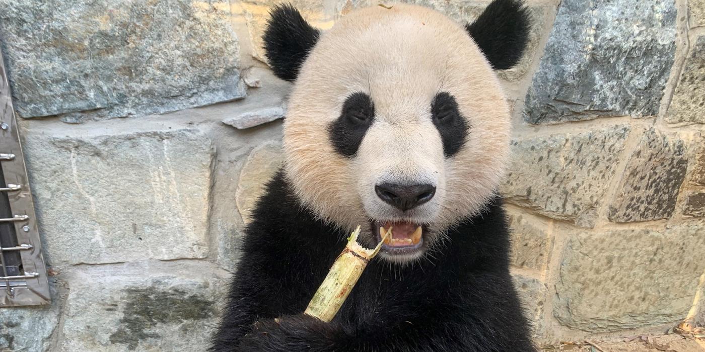 Giant panda cub Xiao Qi Ji snacks on a piece of sugar cane outside the Panda House.