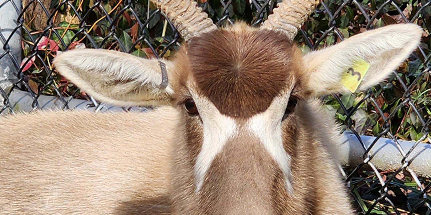 Addax Terri rests beside a fence at the Africa Trail exhibit. 