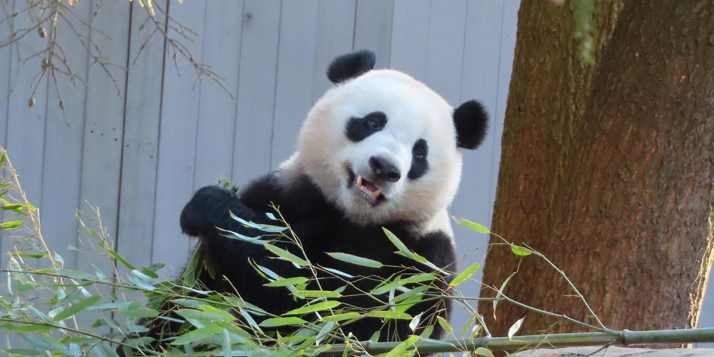 Giant panda Xiao Qi Ji eats bamboo in his outdoor habitat.