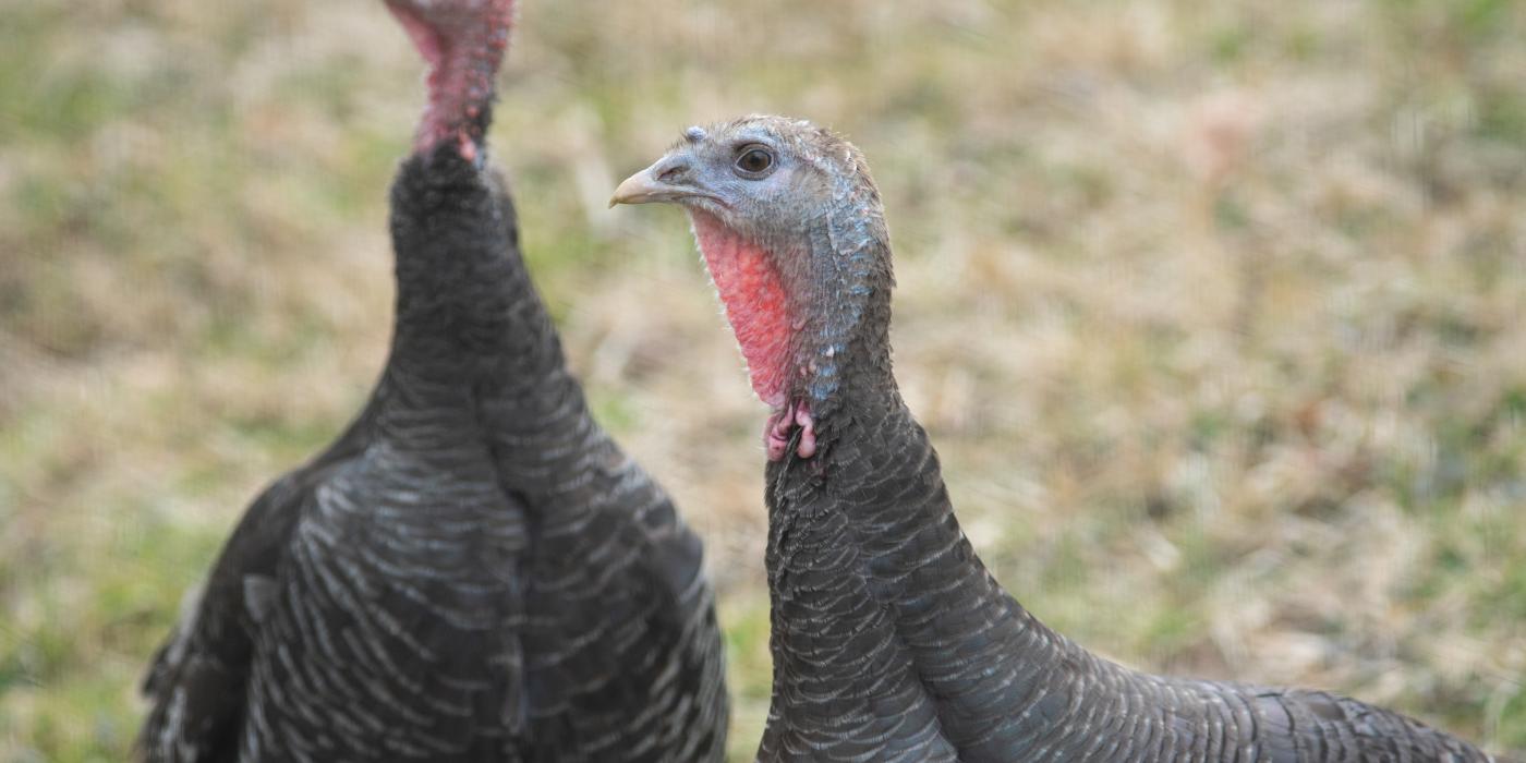 The outside habitats on the plateau will feature charismatic favorites including standard bronze turkeys.