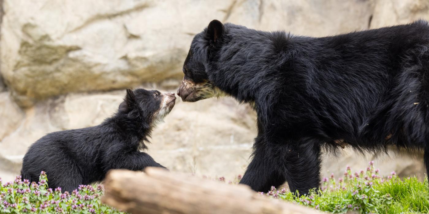 March 22, 2023 | Andean bear mother Brienne and her 4-month-old cub explore their outdoor habitat. Andean bear mother Brienne and her 4-month-old cub explore their outdoor habitat on March 22, 2023.