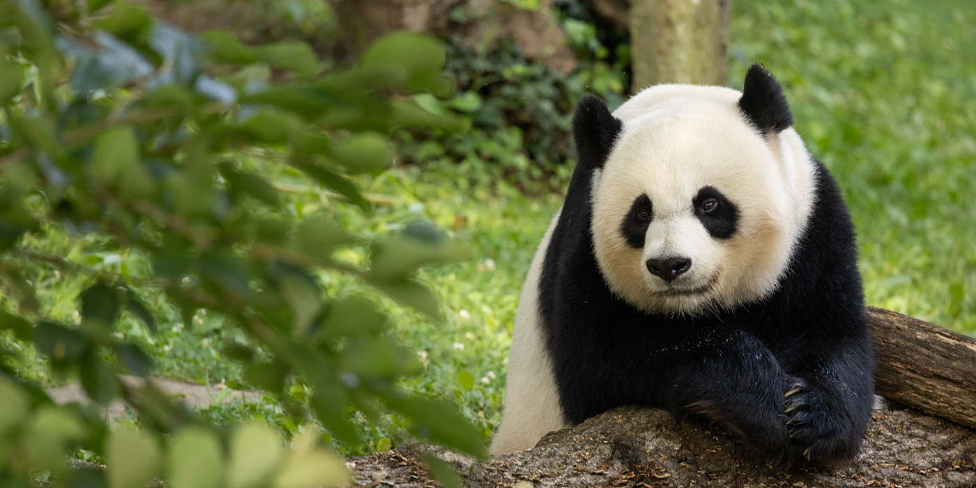 Mei Xiang drapes her front paws over a log and looks towards the camera.