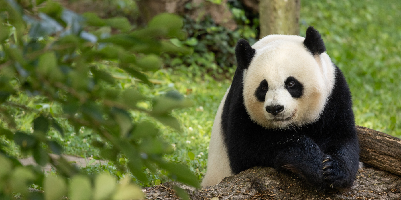 San Diego Zoo Panda Cam