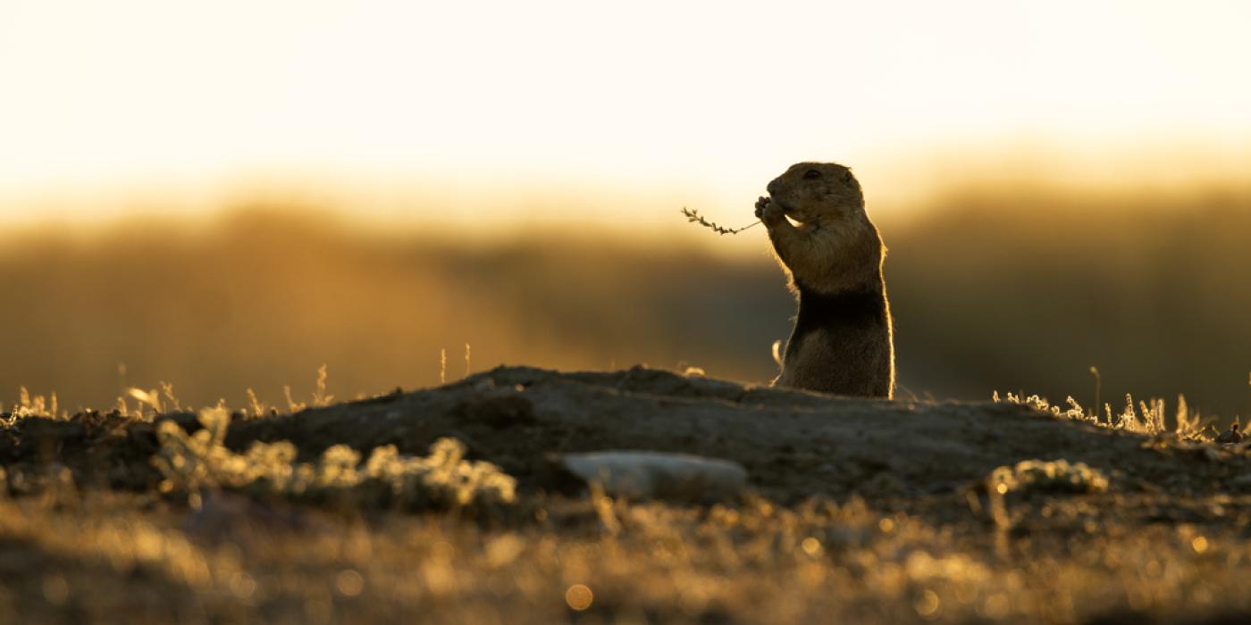 Wild prairie dogs are ecosystem engineers who are critical for the survival of over one hundred grassland species. Photo credit: Brett Kuxhausen, Smithsonian’s National Zoo and Conservation Biology Institute Photo of a prairie dog eating a blade of grass against the backdrop of the American prairie.