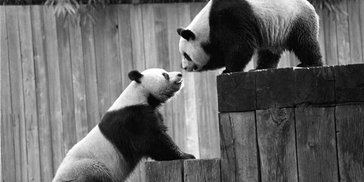 Giant pandas Ling-Ling and Hsing-Hsing touch noses. One of them is standing on a wooden platform and the other is climbing the steps of the platform