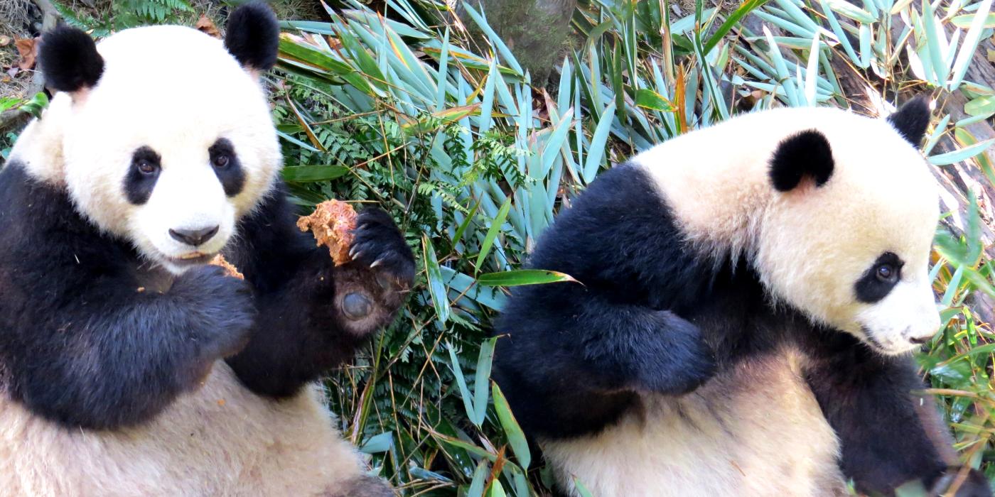 Giant pandas at the Chengdu Research Base 