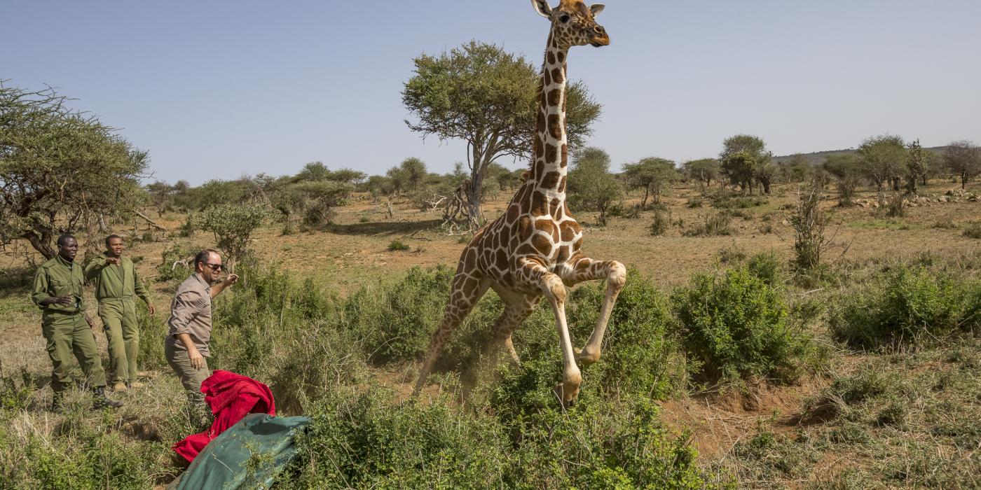 Giraffe with satelite tracking device.