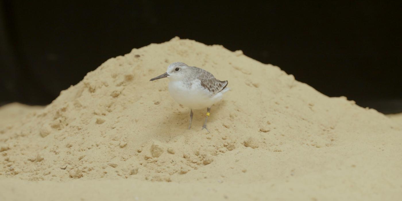 Sanderling "Aldrin" atop a pile of sand. 