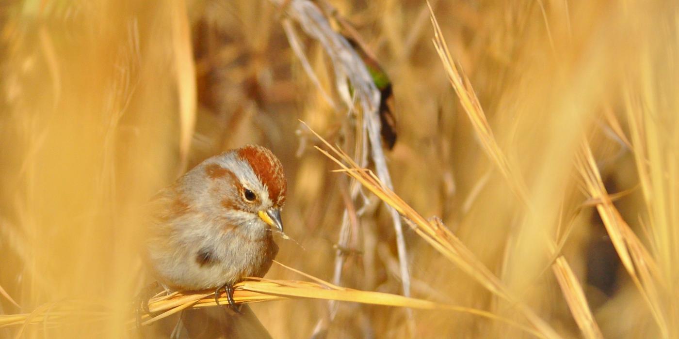 An American tree sparrow eating seeds from native, warm-season grasses in Virginia