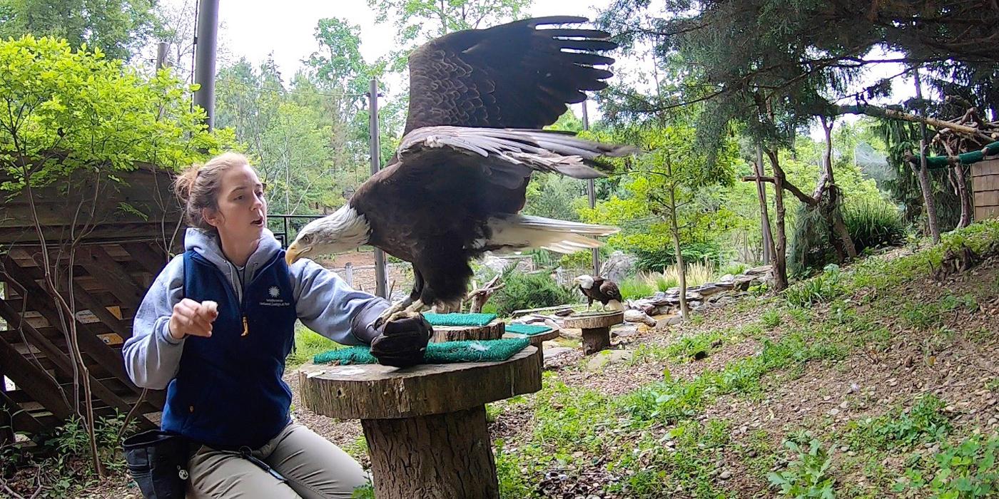 Bald Eagle Wood shops Bird Feeder