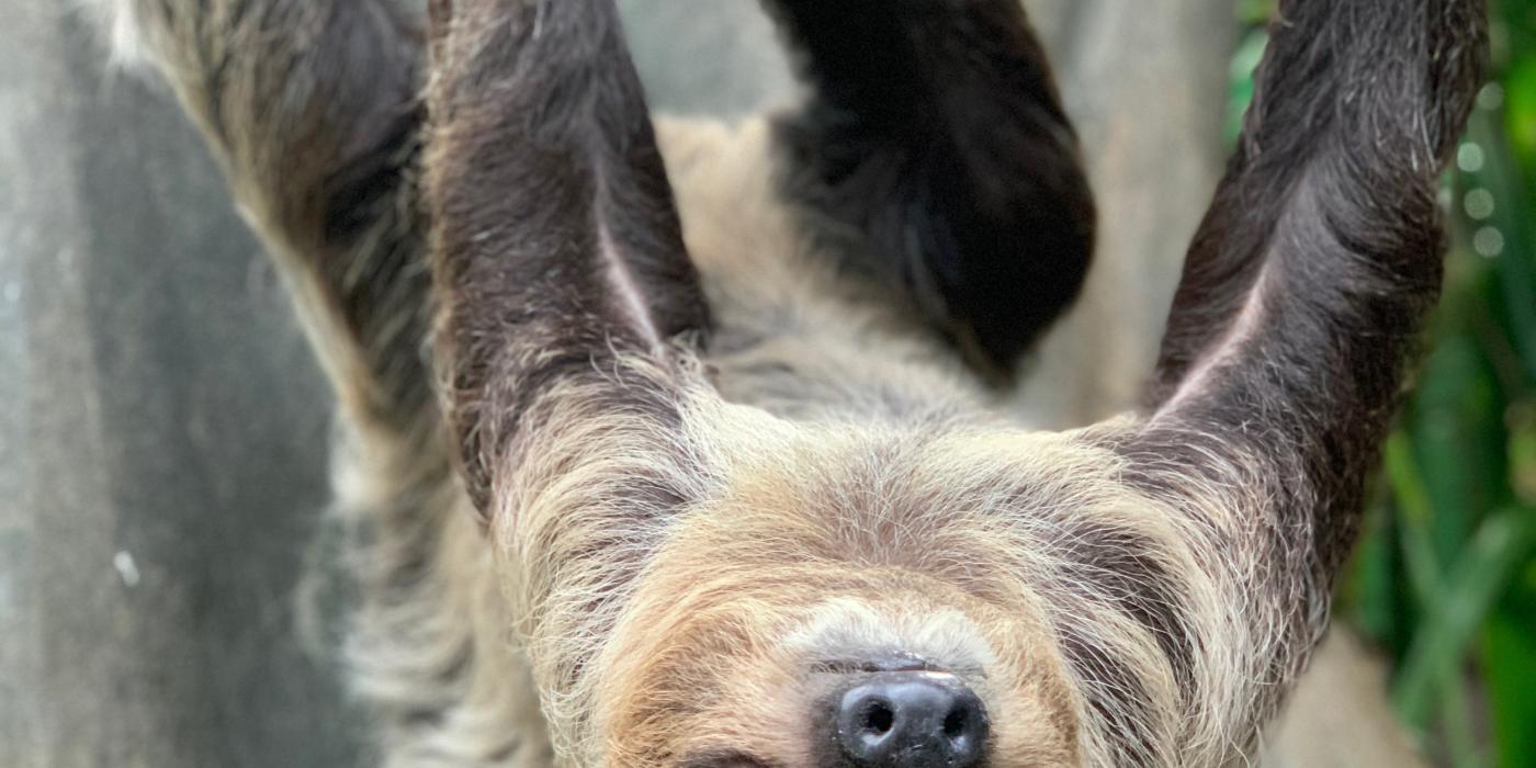 A southern two-toed sloth with coarse fur, long limbs and curved claws hangs upside-down from a tree branch.