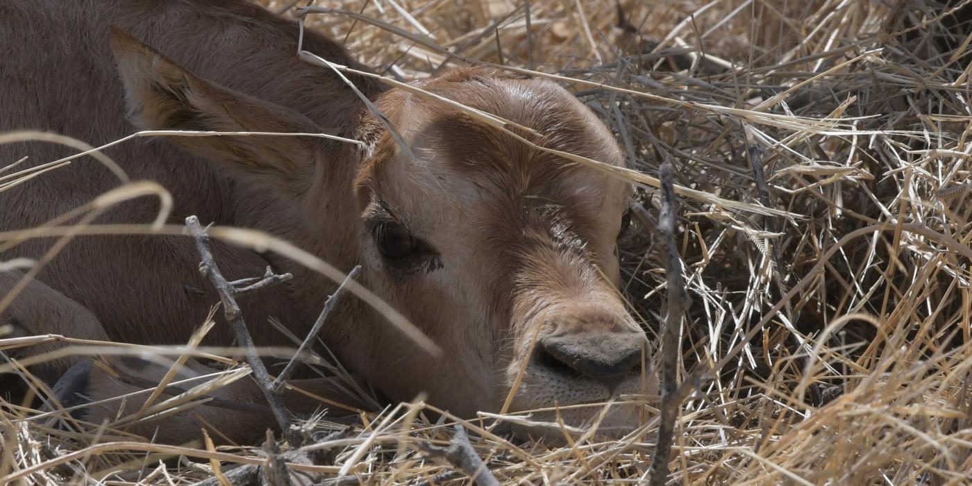 Scimitar-horned oryx calf in the wild in Chad