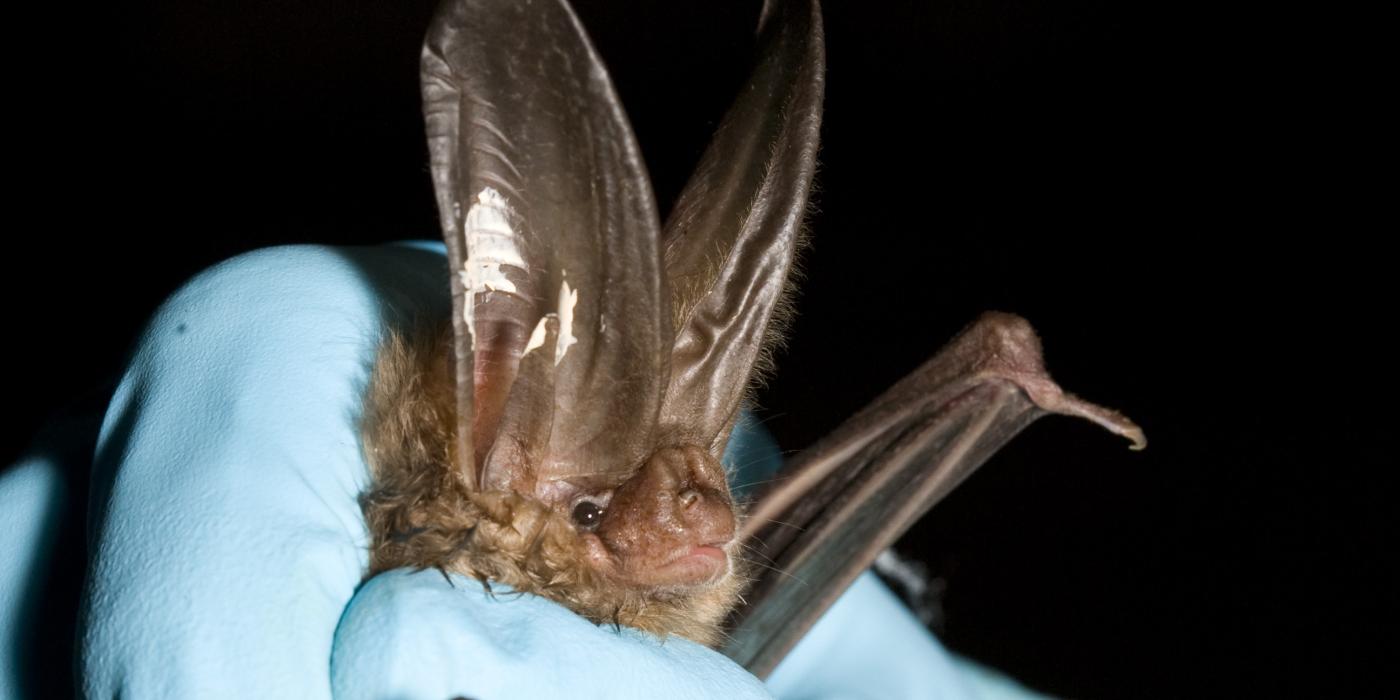 North American Bat