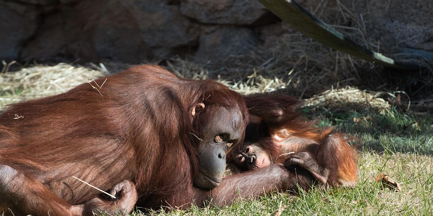 Orangutan  Smithsonian's National Zoo and Conservation Biology