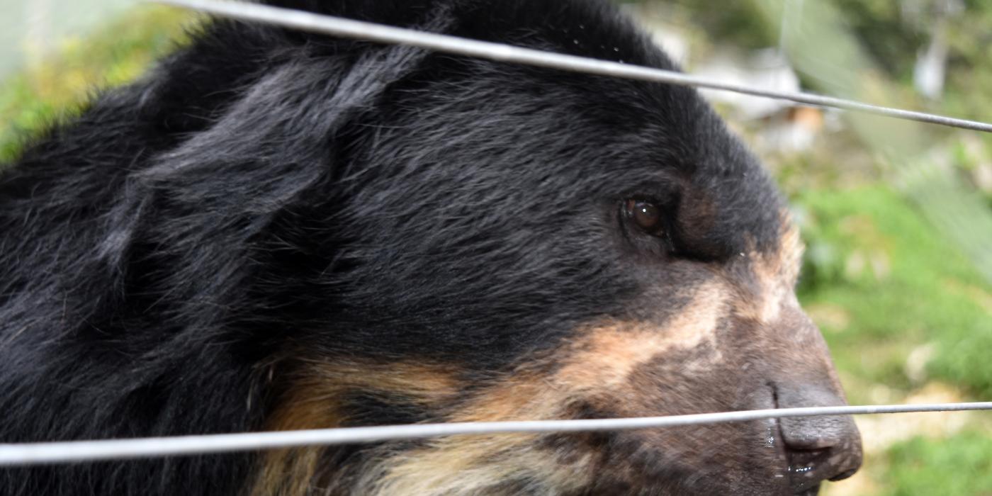 Andean Bear