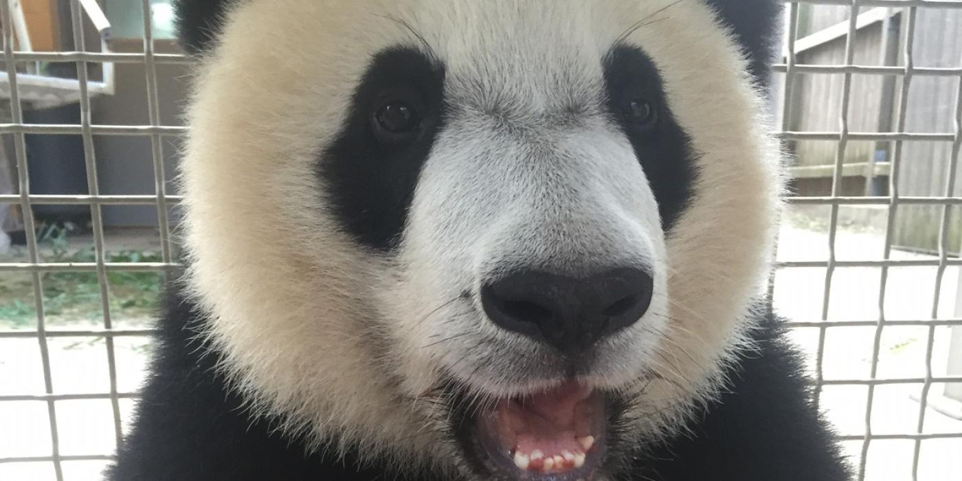 Bei Bei 