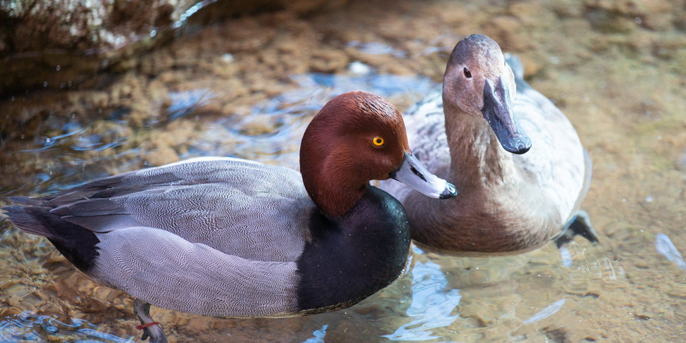 Two ducks bob along the water's surface at the Prairie Pothole aviary at the Smithsonian's National Zoo and Conservation Biology Institute's Bird House exhibit.