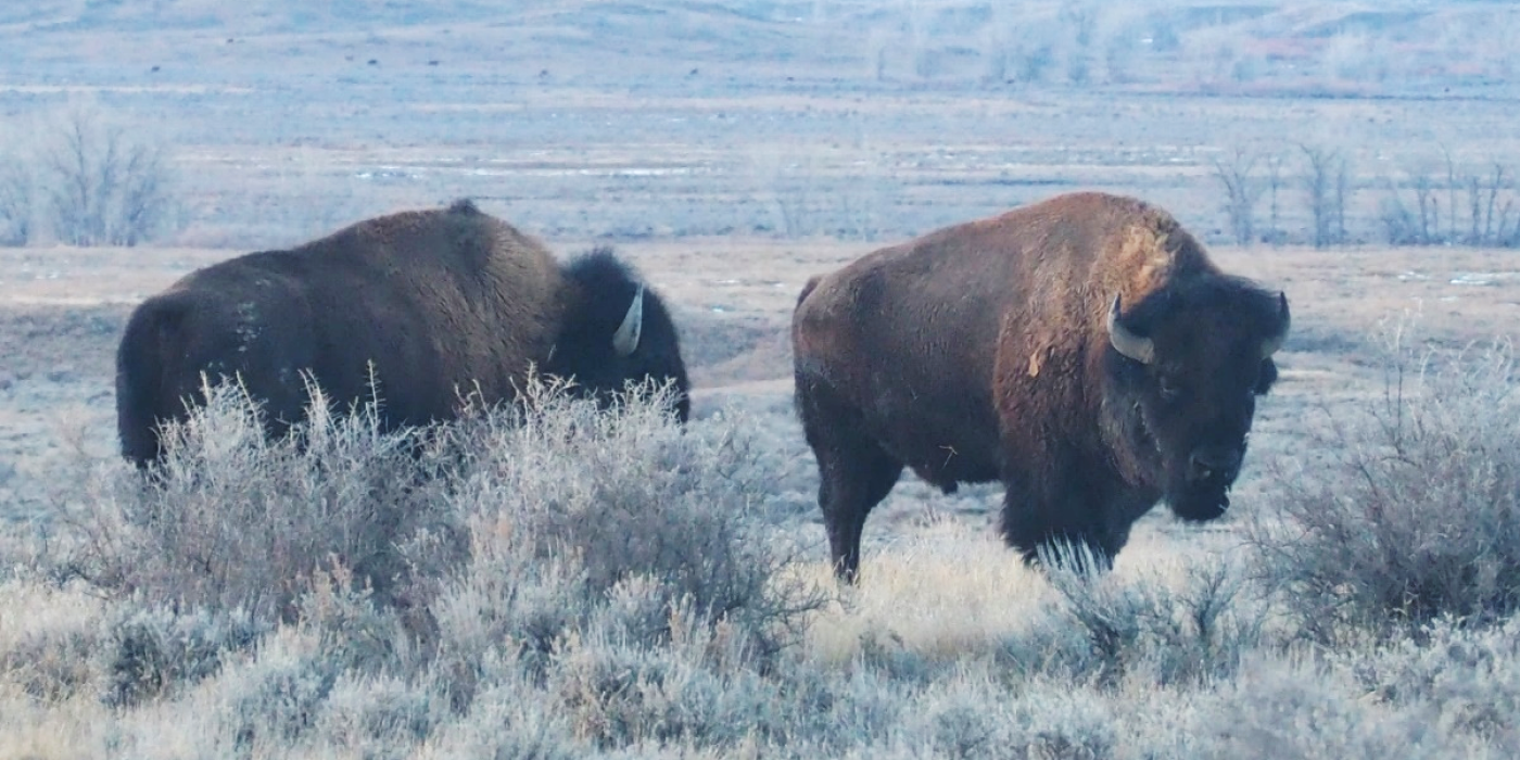 Two bison with thick fur, big shoulder humps, large heads and short, curved horns stand in grass and shrubs at American Prairie Reserve in Montana