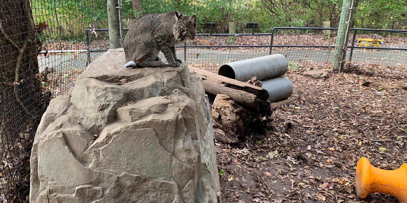 A bobcat sits on a large rock structure in its behind the scenes outdoor enclosure
