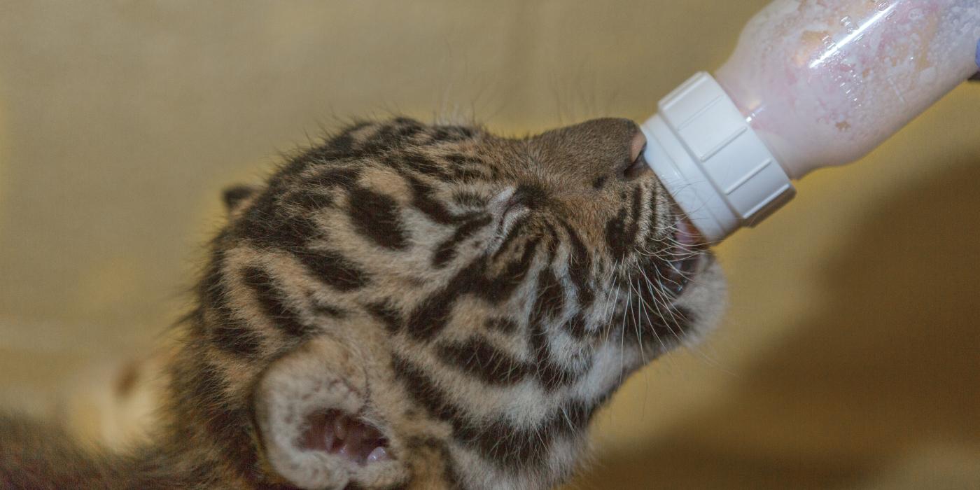 A Great Cats keeper supplemental feeds the Sumatran tiger cub born July 11, 2017.  