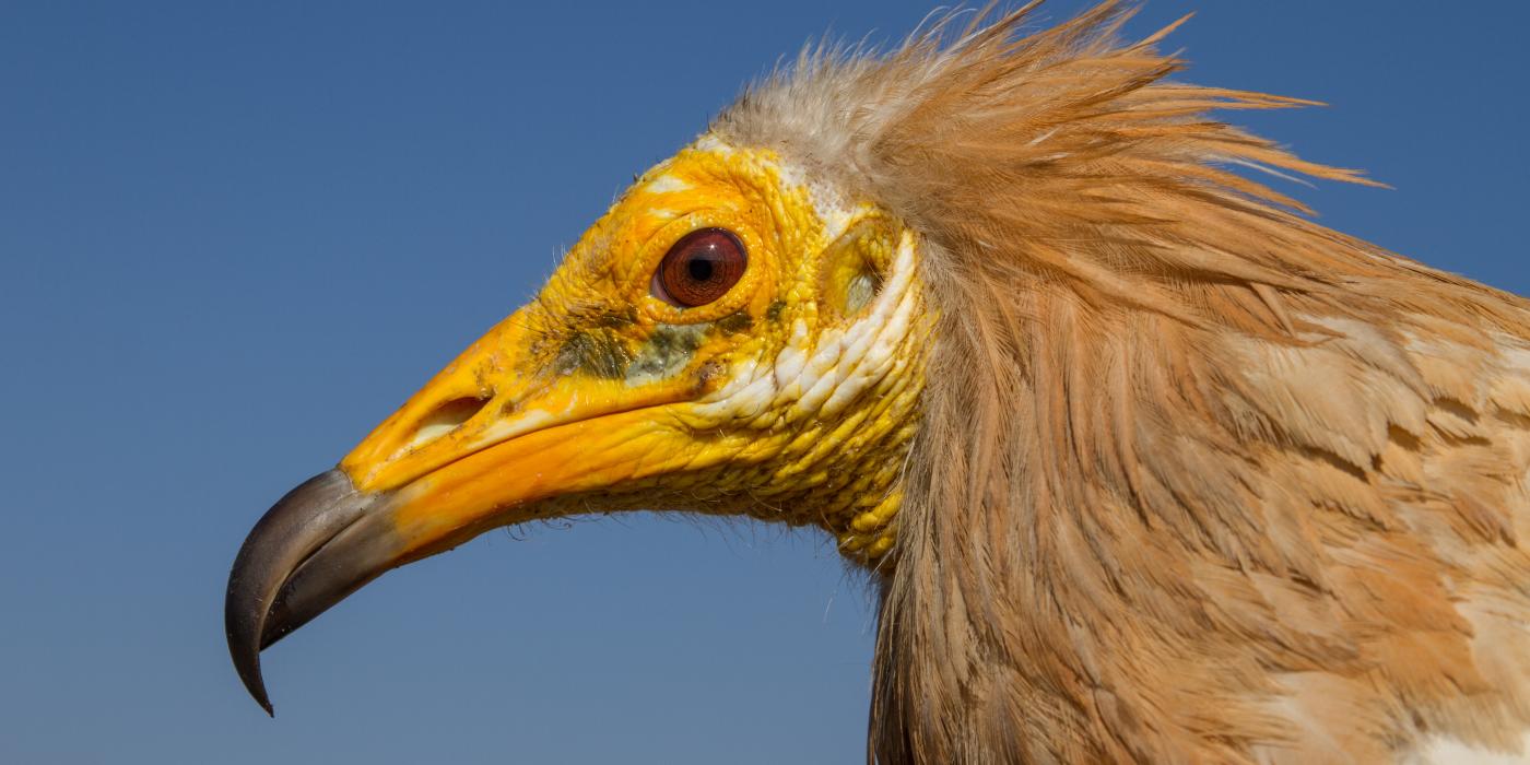 Adult Egyptian vulture with a yellow face and light brown plumage on its head and neck. 