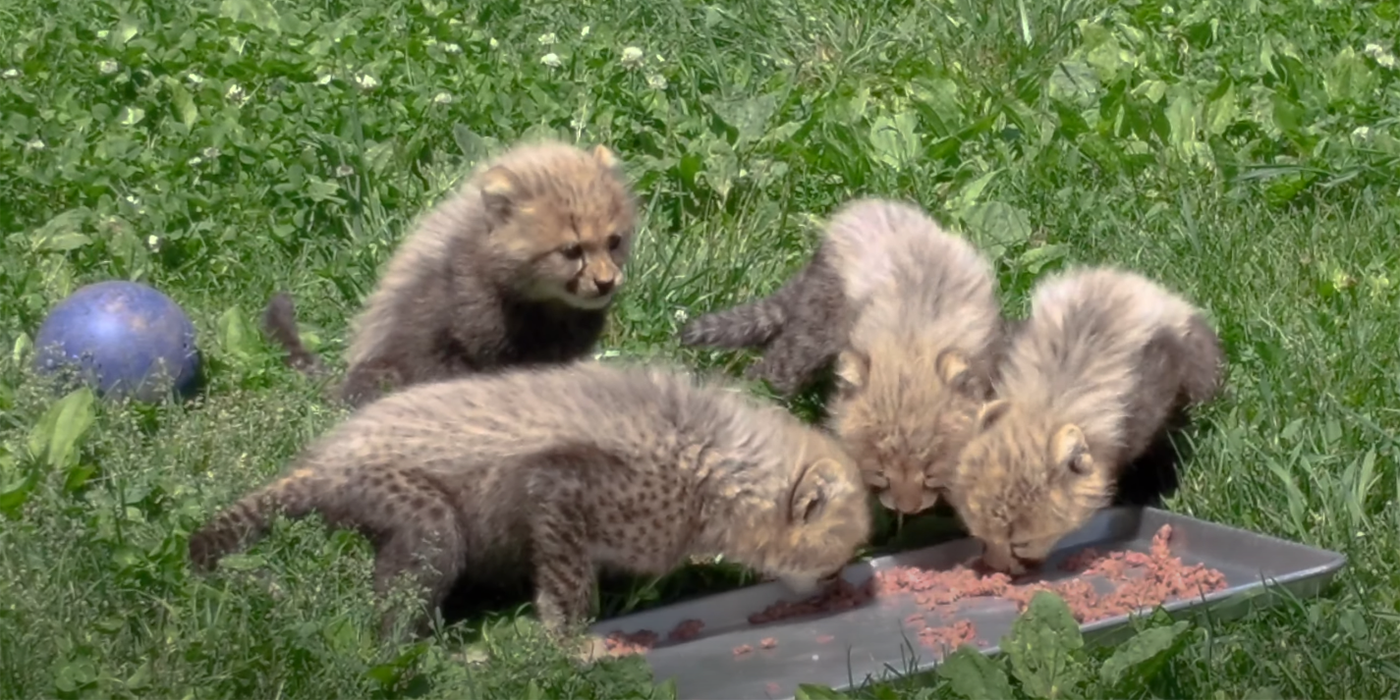 4 cheetah cubs eat ground meat off of a metal tray