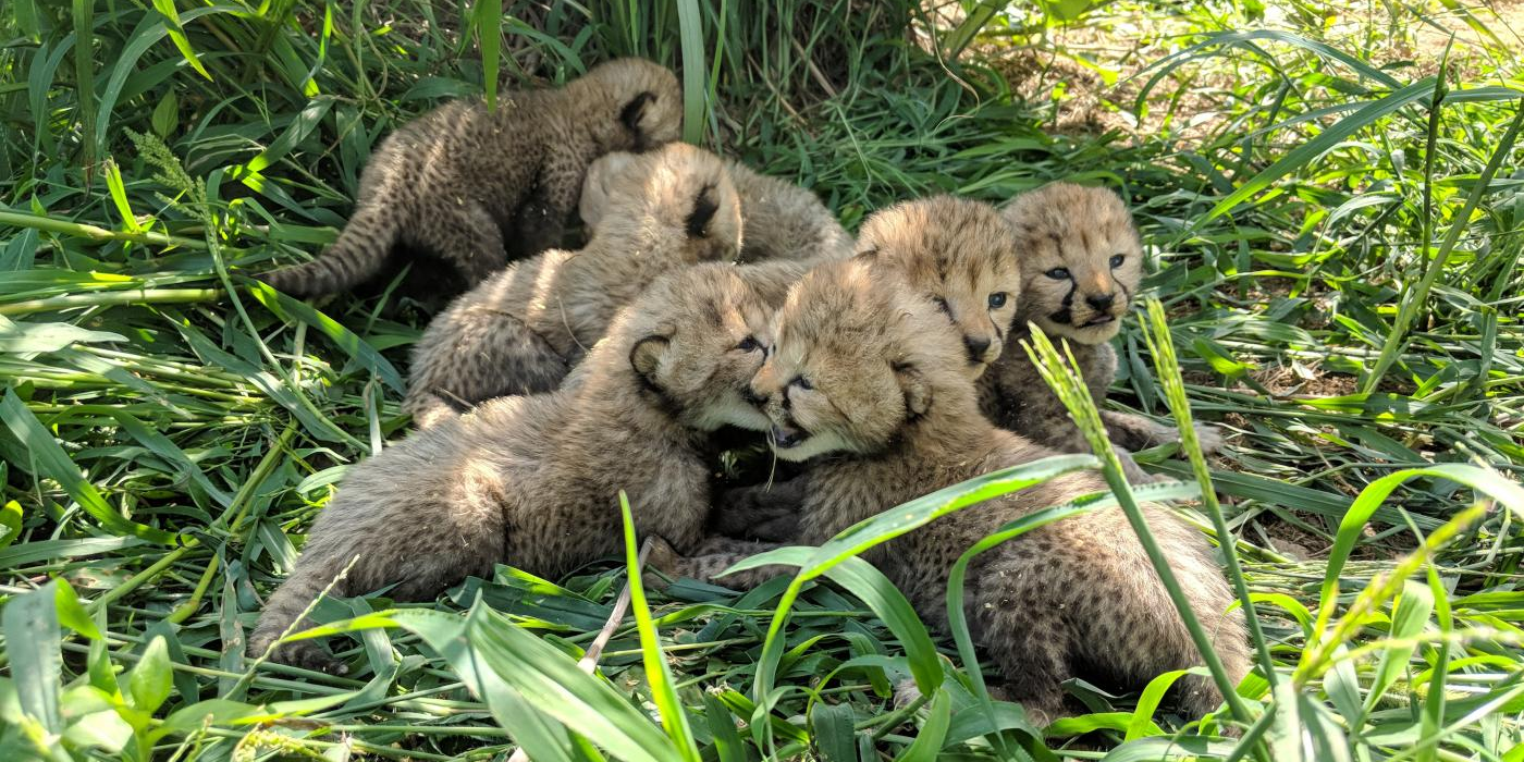 a litter of cheetah cubs sits in the grass