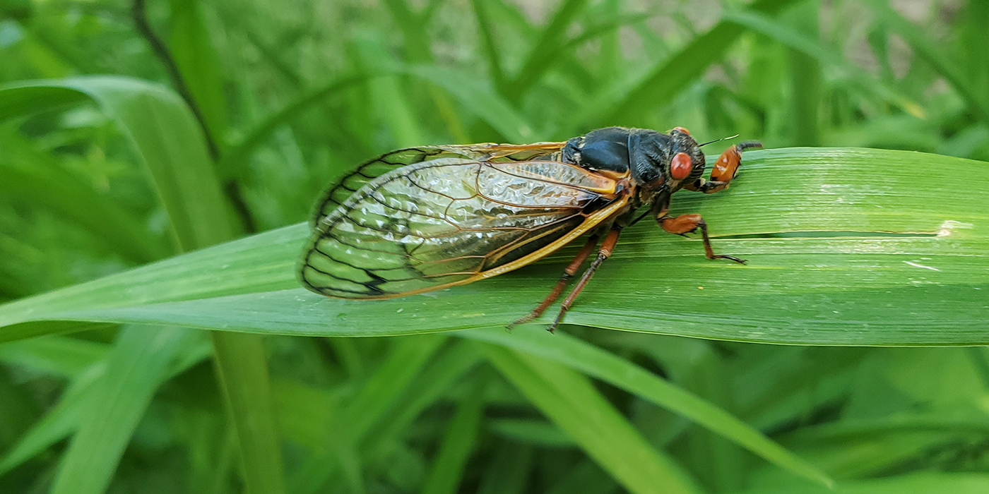 a 17-year Brood X cicada sits on a leaf